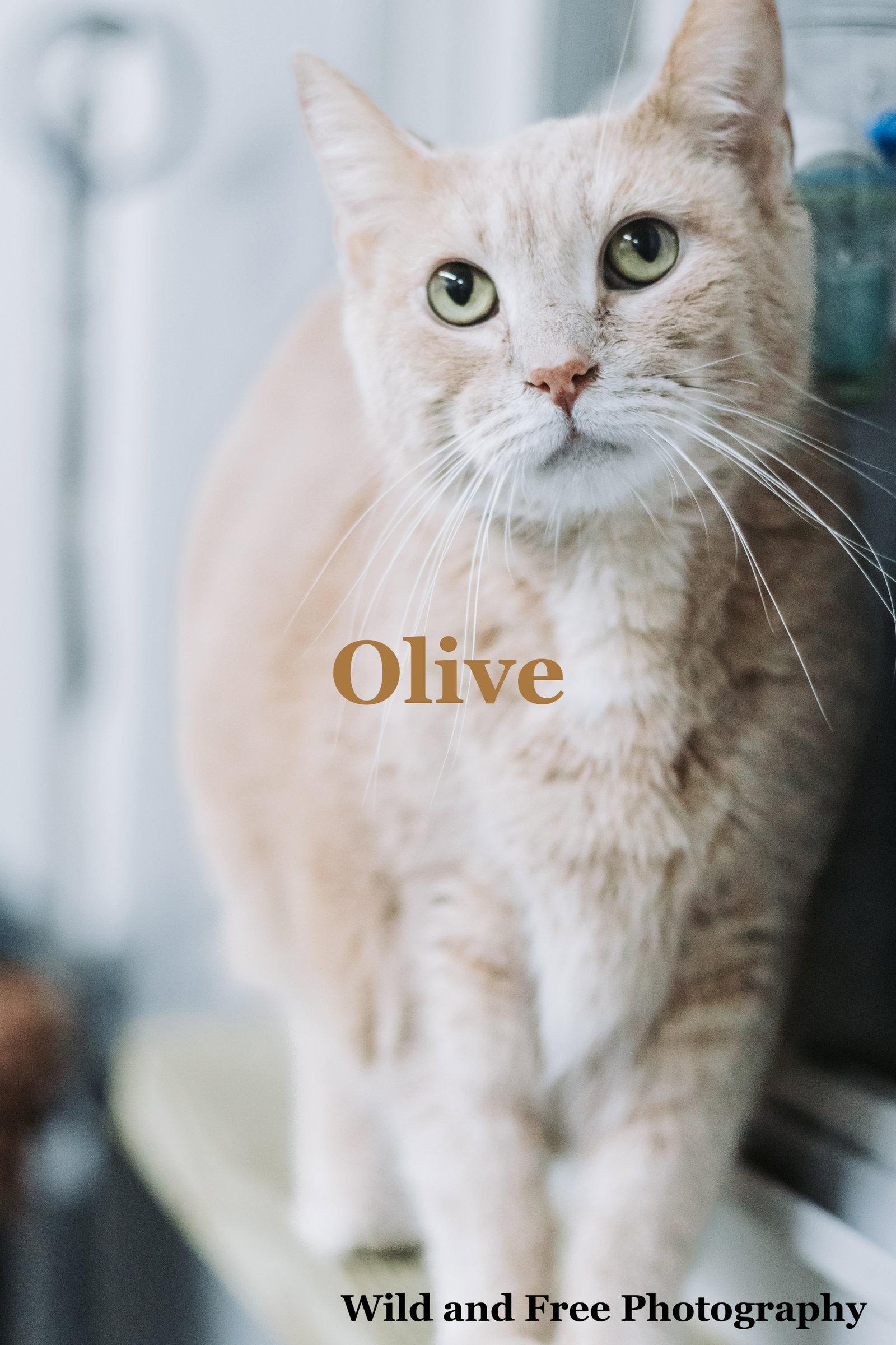 Enlarge Olive, a Adoptable Domestic Short Hair in Morehead, KY image 2/3
