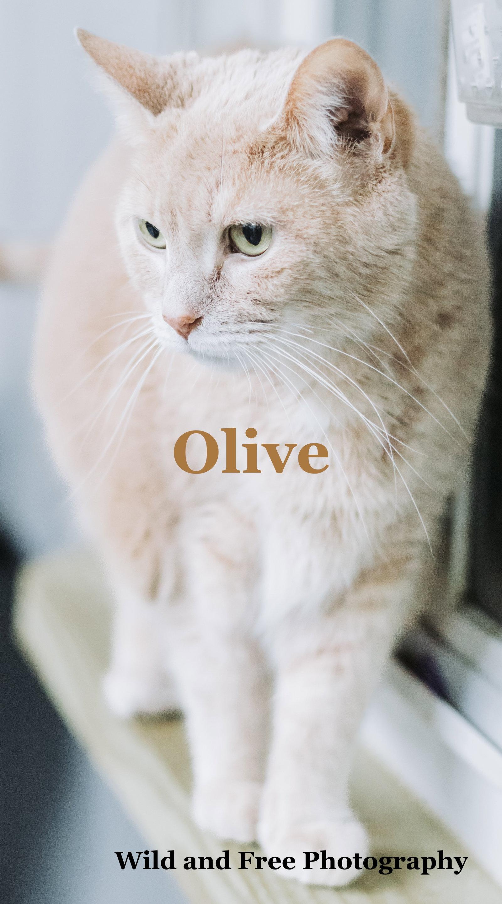 Enlarge Olive, a Adoptable Domestic Short Hair in Morehead, KY image 3/3