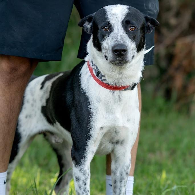 Marvel, Adoptable, Adult Male Australian Cattle Dog / Blue Heeler & Mixed Breed.