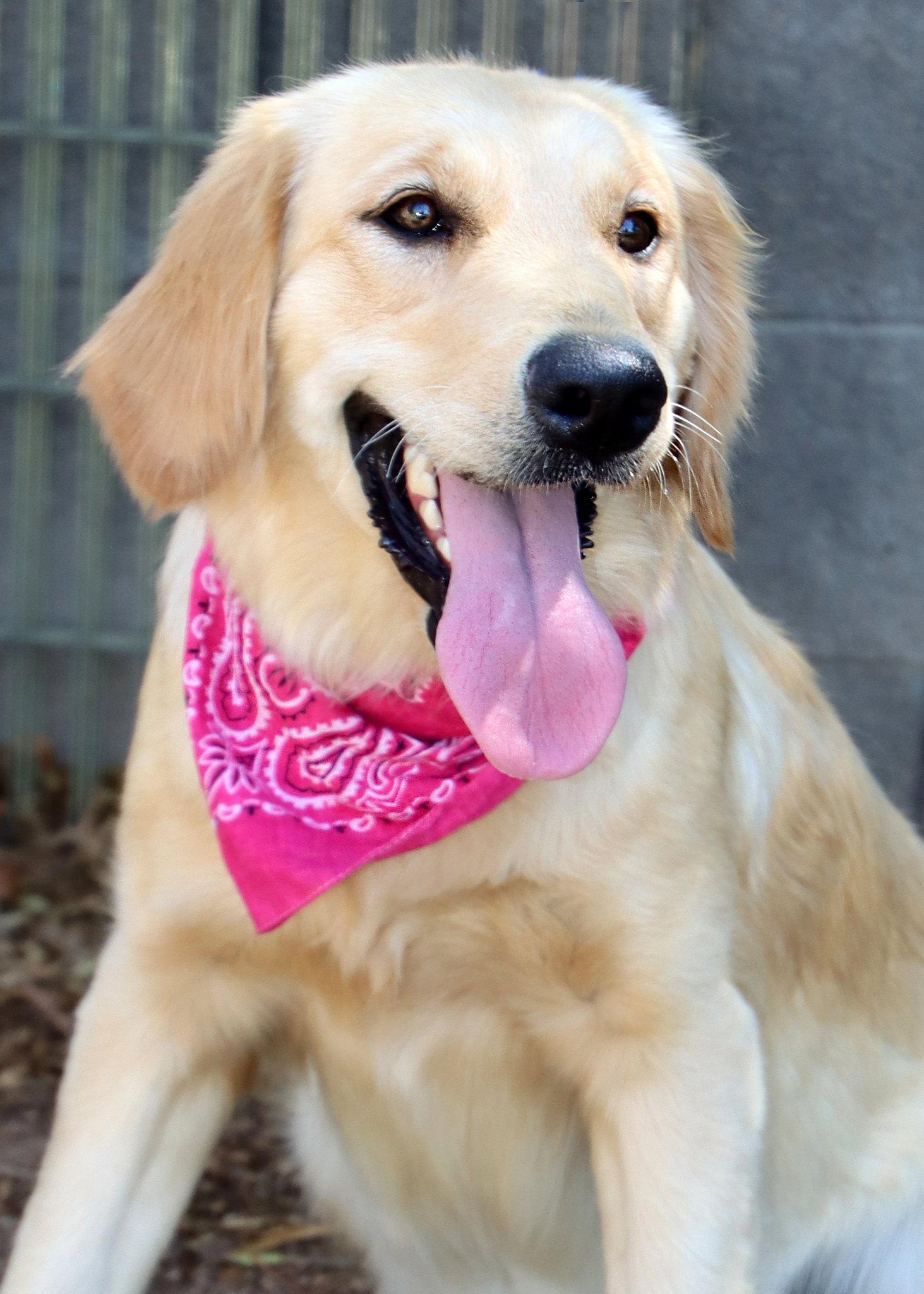 Enlarge Cagney, a Adoptable mixed breed in Glendale, AZ image 1/3