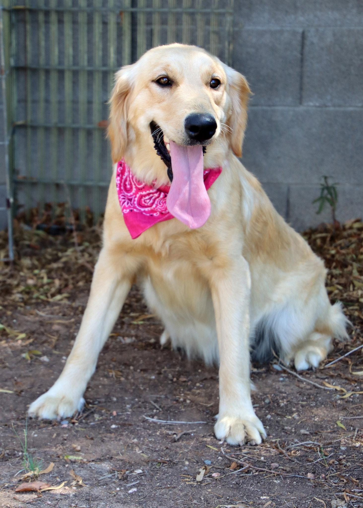 Enlarge Cagney, a Adoptable mixed breed in Glendale, AZ image 3/3
