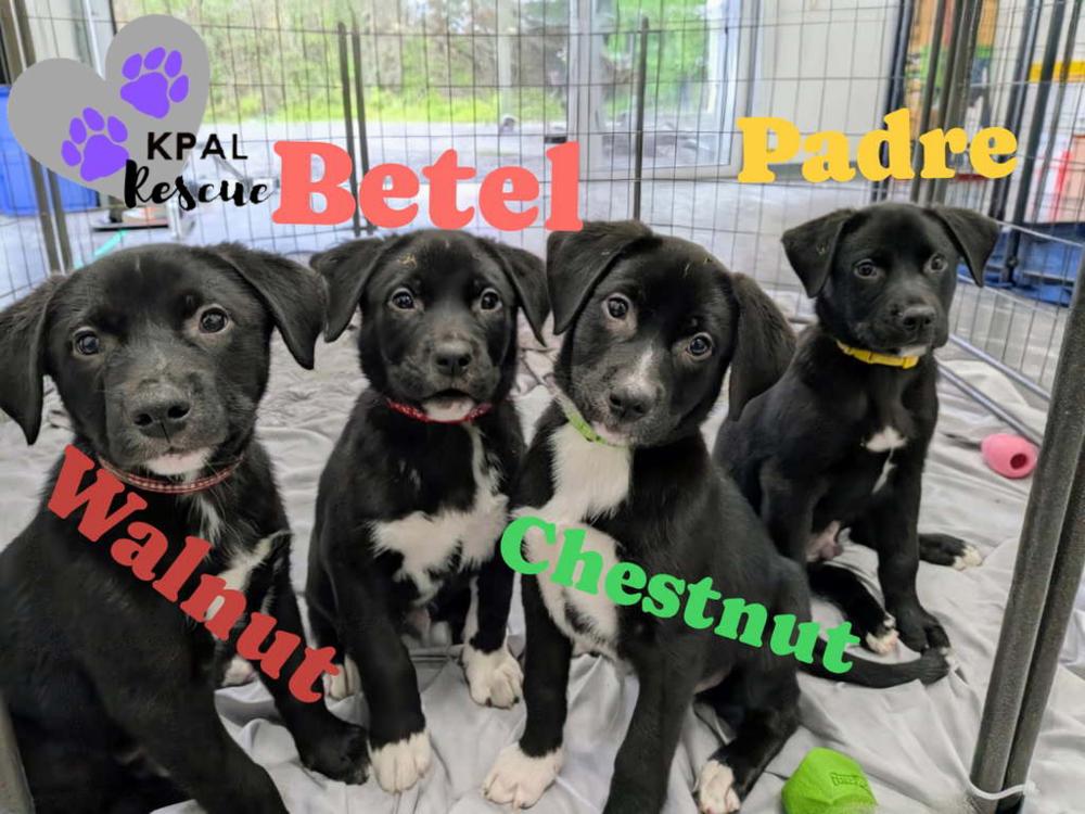 Chestnut - Nuts Litter, Adoptable, Puppy Female Mixed Breed & Mixed Breed.