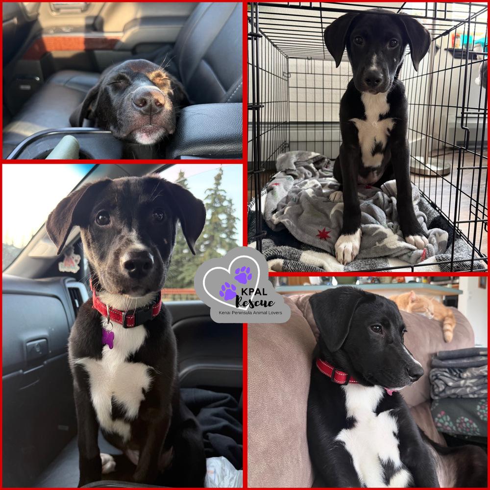 Enlarge Chestnut - Nuts Litter, a Adoptable mixed breed in Kenai, AK image 2/3