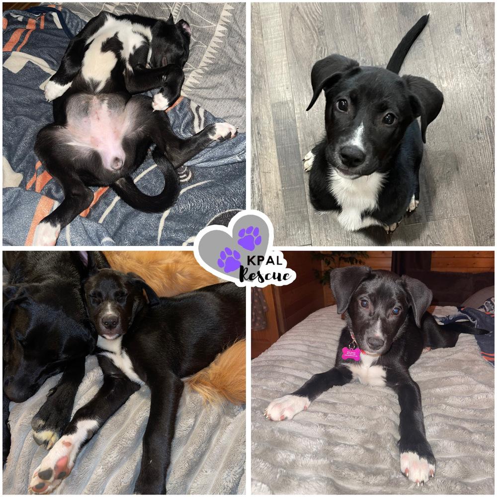 Enlarge Chestnut - Nuts Litter, a Adoptable mixed breed in Kenai, AK image 3/3