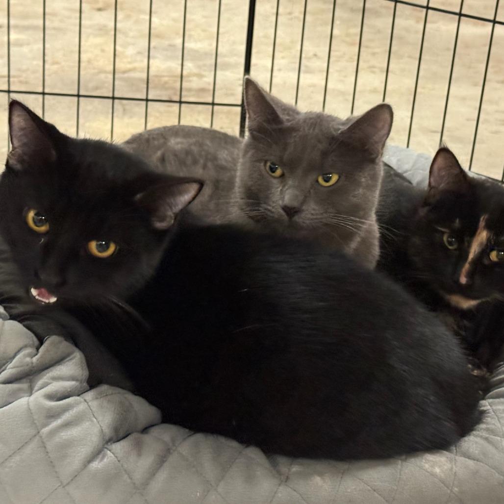 Randy, Adoptable, Young Male Domestic Short Hair & American Bobtail.