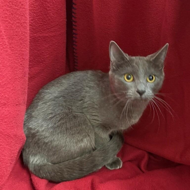 Enlarge Randy, a Adoptable mixed breed in Coos Bay, OR image 2/2