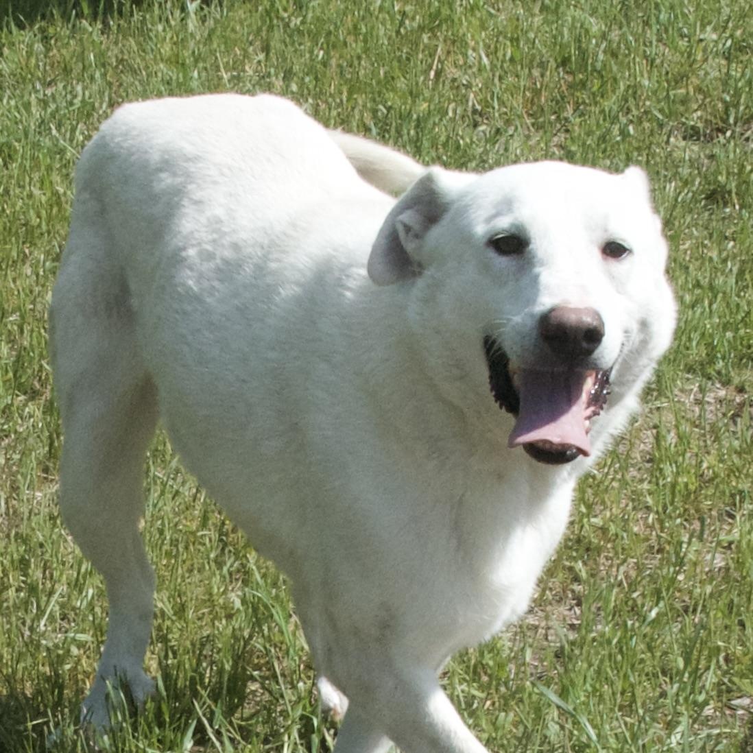 Lorraine, a Adoptable Mixed Breed in Gloucester, VA image 2/5