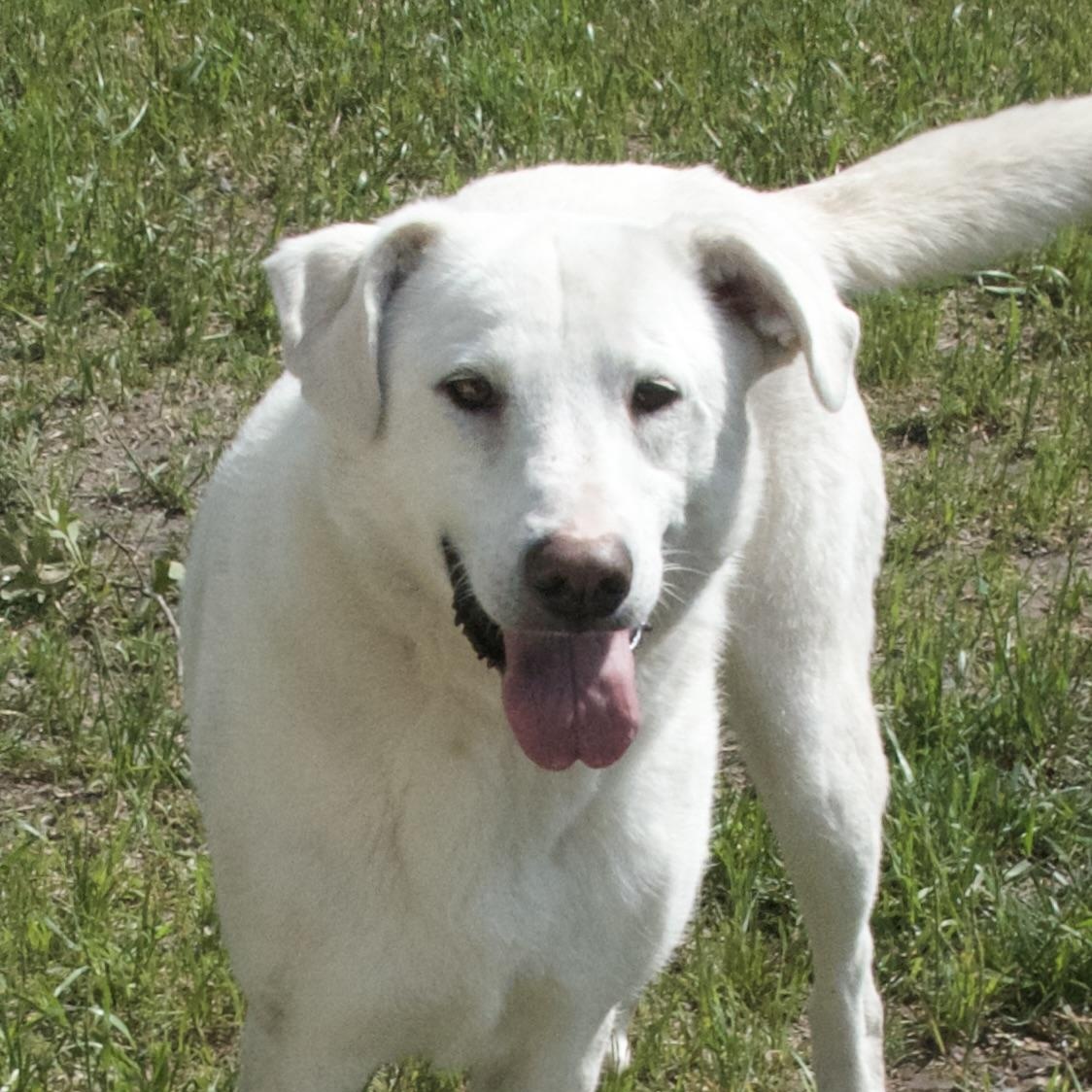 Lorraine, a Adoptable Mixed Breed in Gloucester, VA image 5/5