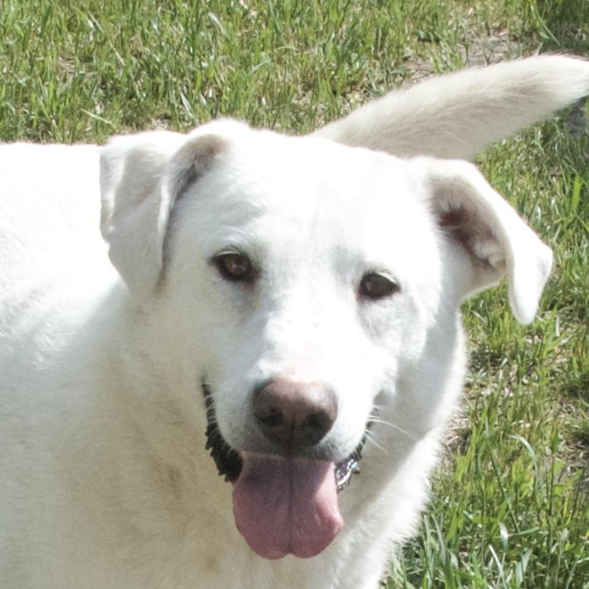 Lorraine, a Adoptable Mixed Breed in Gloucester, VA image 4/5
