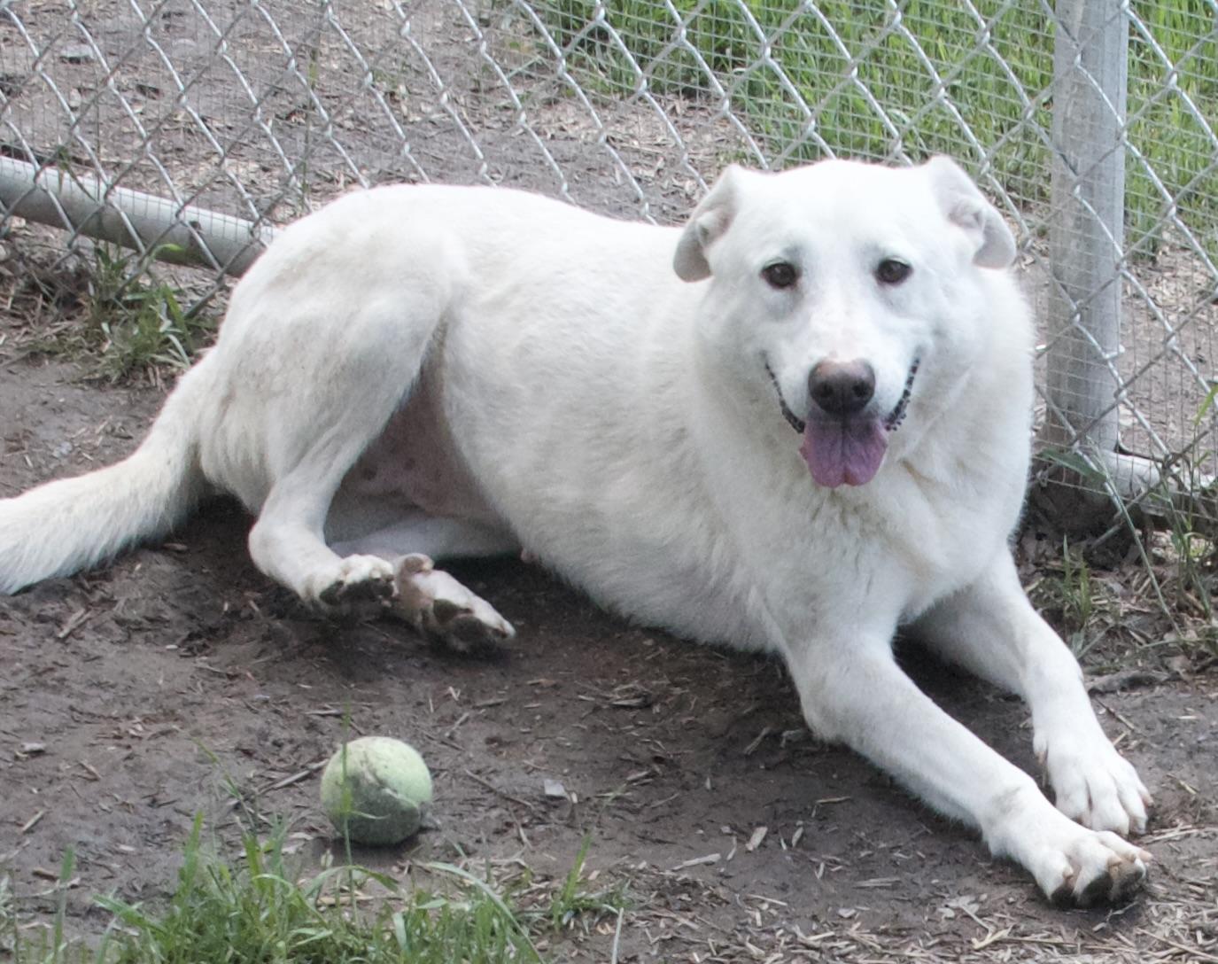 Lorraine, a Adoptable Mixed Breed in Gloucester, VA image 3/5