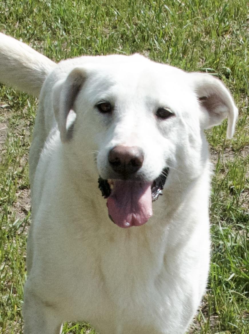 Lorraine, Adoptable, Adult Female Mixed Breed.