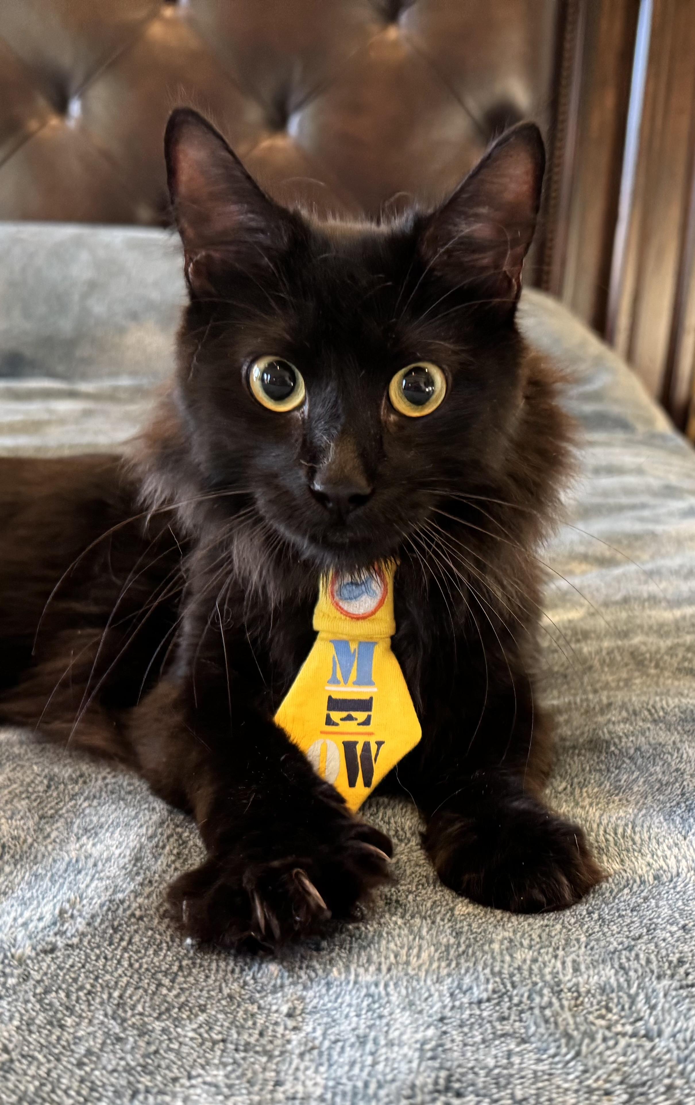 Enlarge Vinny, a Adoptable Domestic Long Hair in Haslet, TX image 1/4