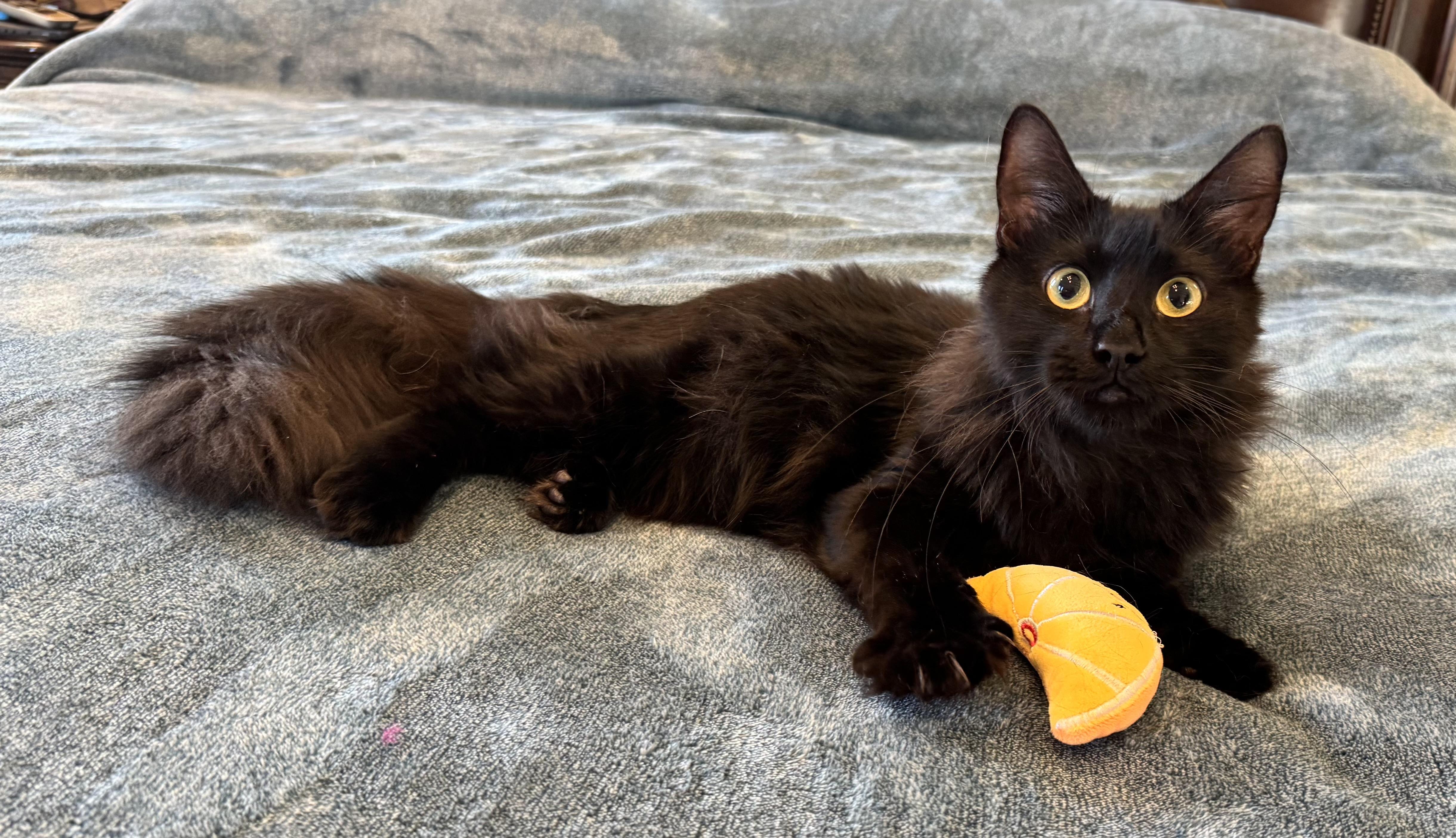 Enlarge Vinny, a Adoptable Domestic Long Hair in Haslet, TX image 2/4
