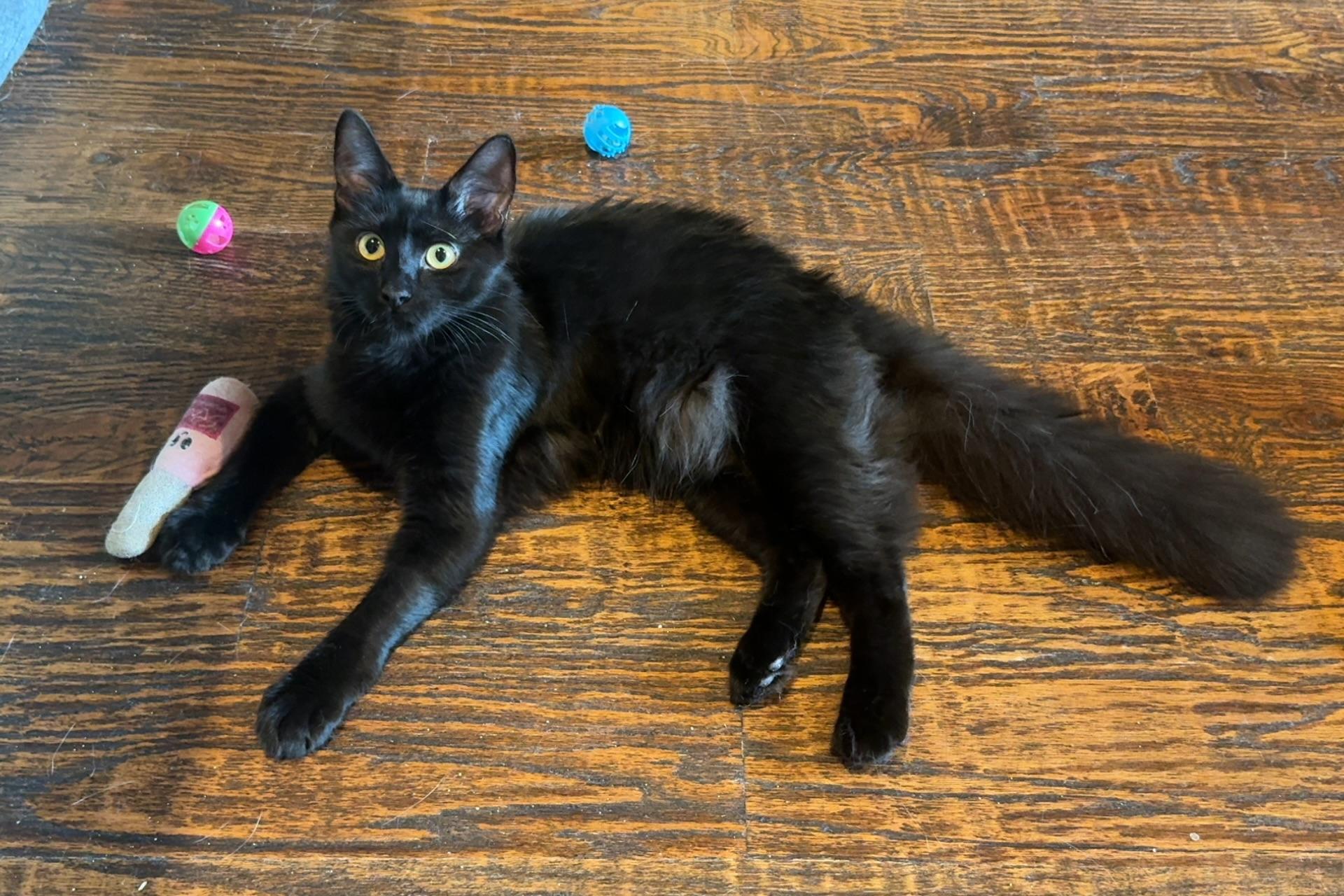 Enlarge Vinny, a Adoptable Domestic Long Hair in Haslet, TX image 4/4