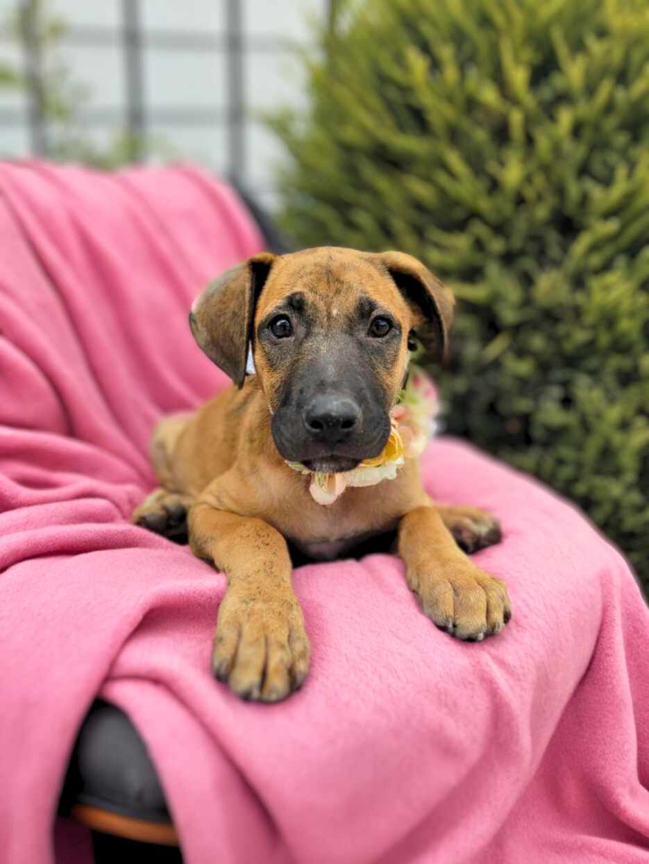 Paprika, an adopted Hound & Labrador Retriever Mix in Temecula, CA_image-1