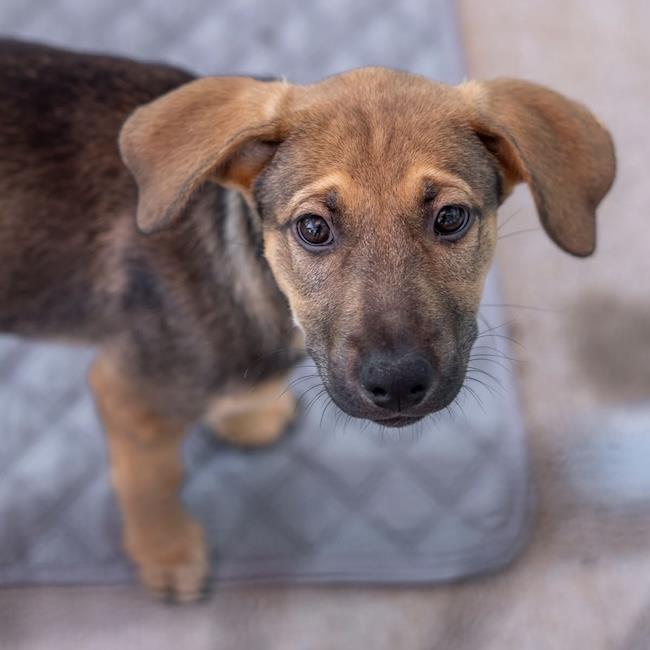Chicago Pup - Cougars, a Adoptable mixed breed in San Diego, CA image 1/3