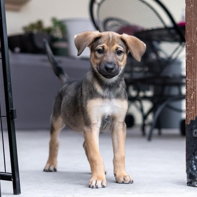 Chicago Pup - Cougars, Adoptable, Puppy Male Shepherd & Boxer.