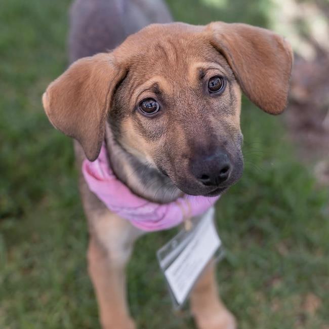 Enlarge Chicago Pup - Cougars, a Adoptable mixed breed in San Diego, CA image 2/3