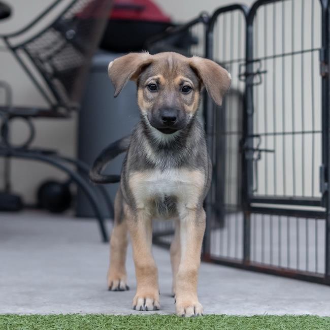 Chicago Pup - Cougars, a Adoptable mixed breed in San Diego, CA image 2/3