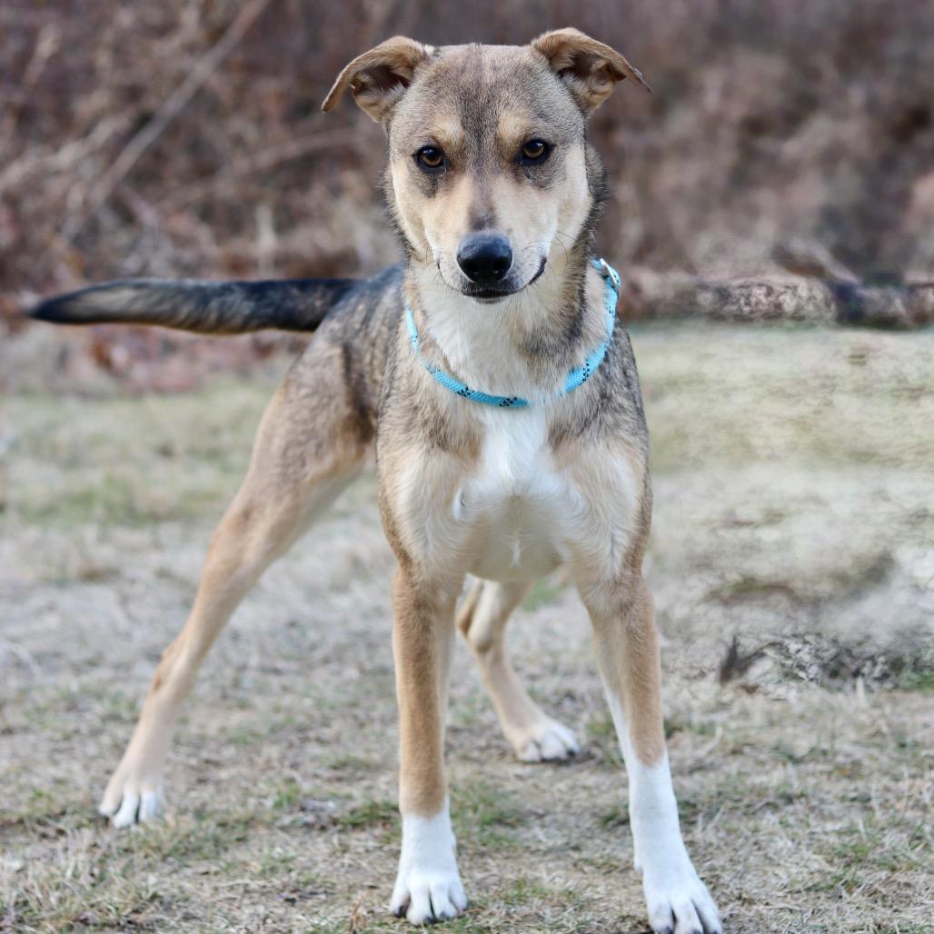 Enlarge CT Madeline, a Adoptable mixed breed in Eastford, CT image 1/3