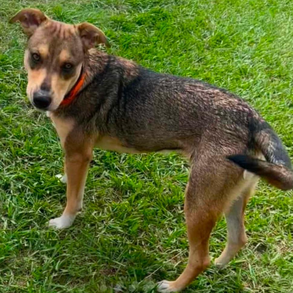 Enlarge CT Madeline, a Adoptable mixed breed in Eastford, CT image 2/3