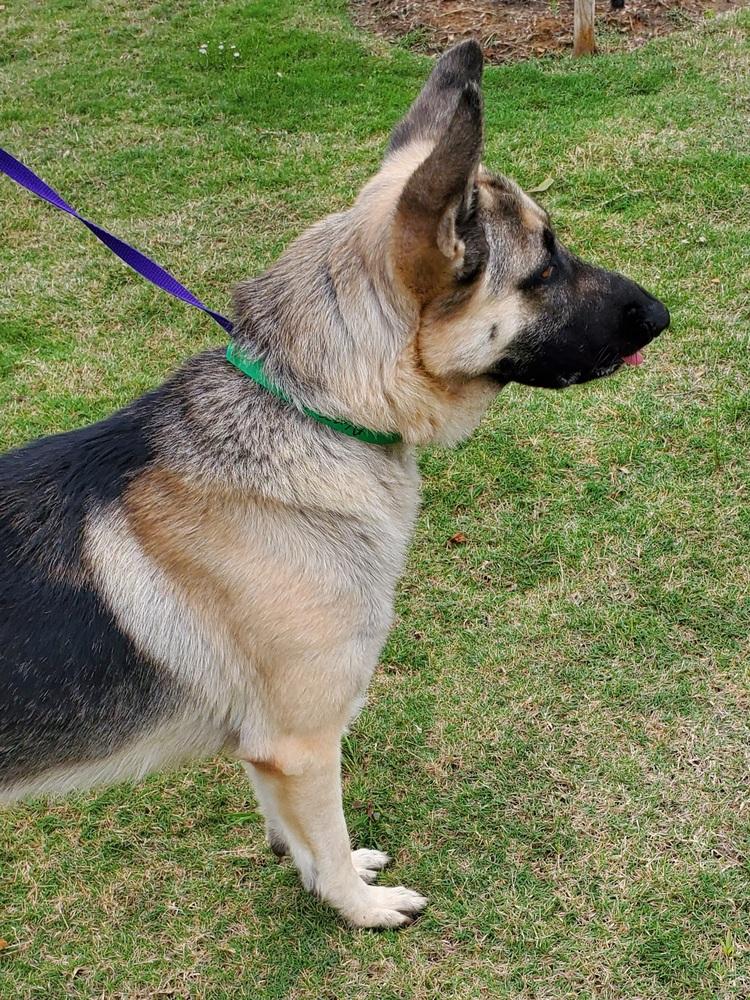 Enlarge Yordan, a Adopted German Shepherd Dog in Houston, TX image 1/3