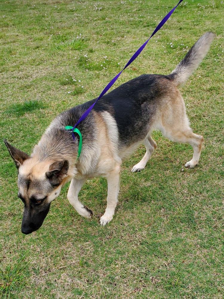 Enlarge Yordan, a Adopted German Shepherd Dog in Houston, TX image 2/3