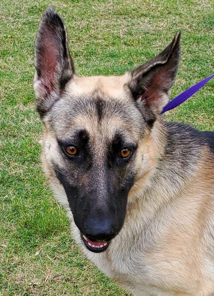Enlarge Yordan, a Adopted German Shepherd Dog in Houston, TX image 3/3