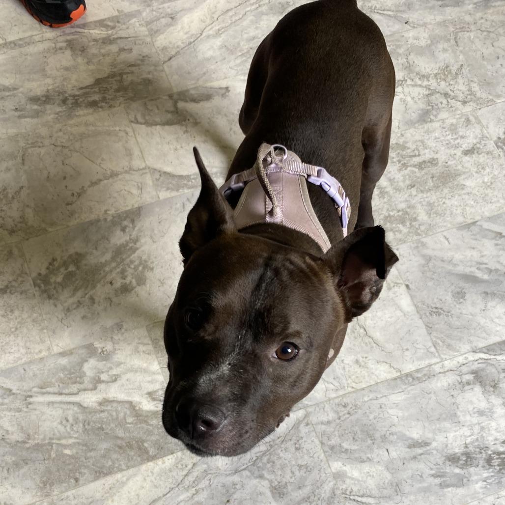 Duke, Adoptable, Adult Male Mixed Breed.