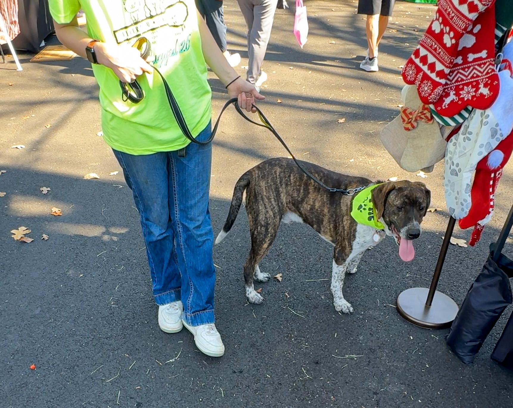 Enlarge Trapper, a Adoptable mixed breed in Jefferson, TX image 3/6