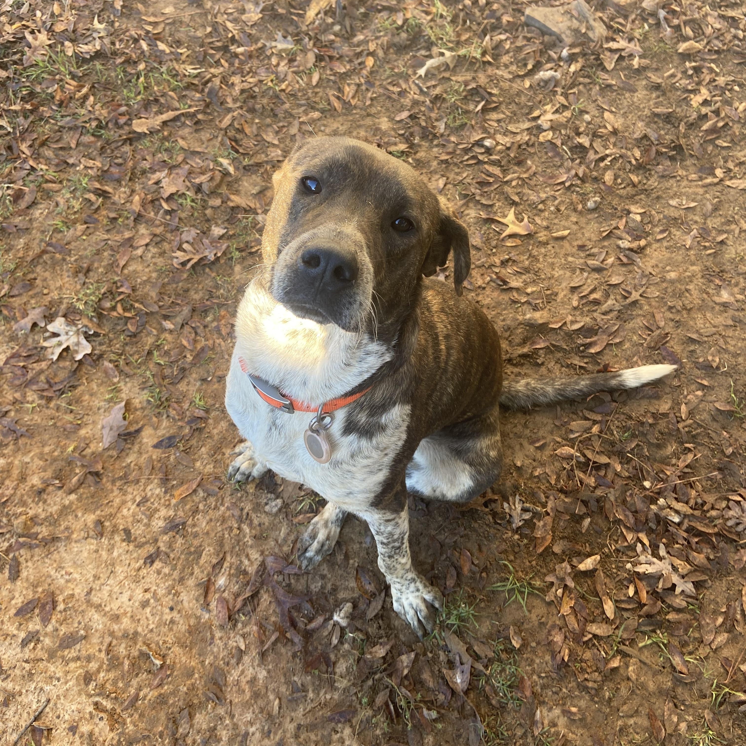Enlarge Trapper, a Adoptable mixed breed in Jefferson, TX image 2/6