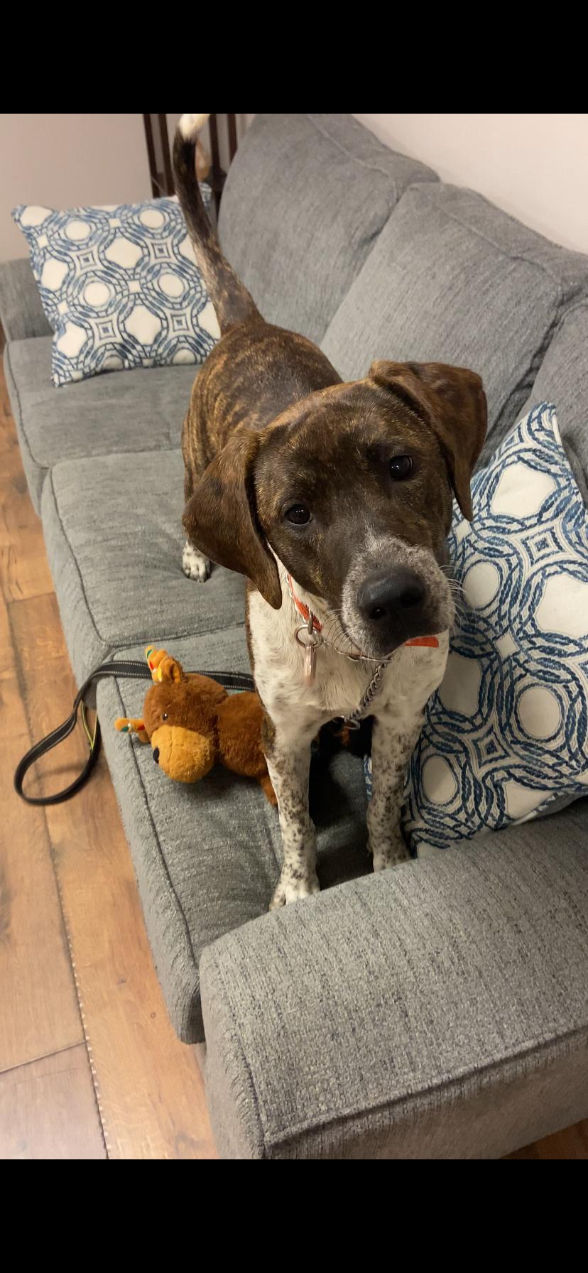 Enlarge Trapper, a Adoptable mixed breed in Jefferson, TX image 1/6