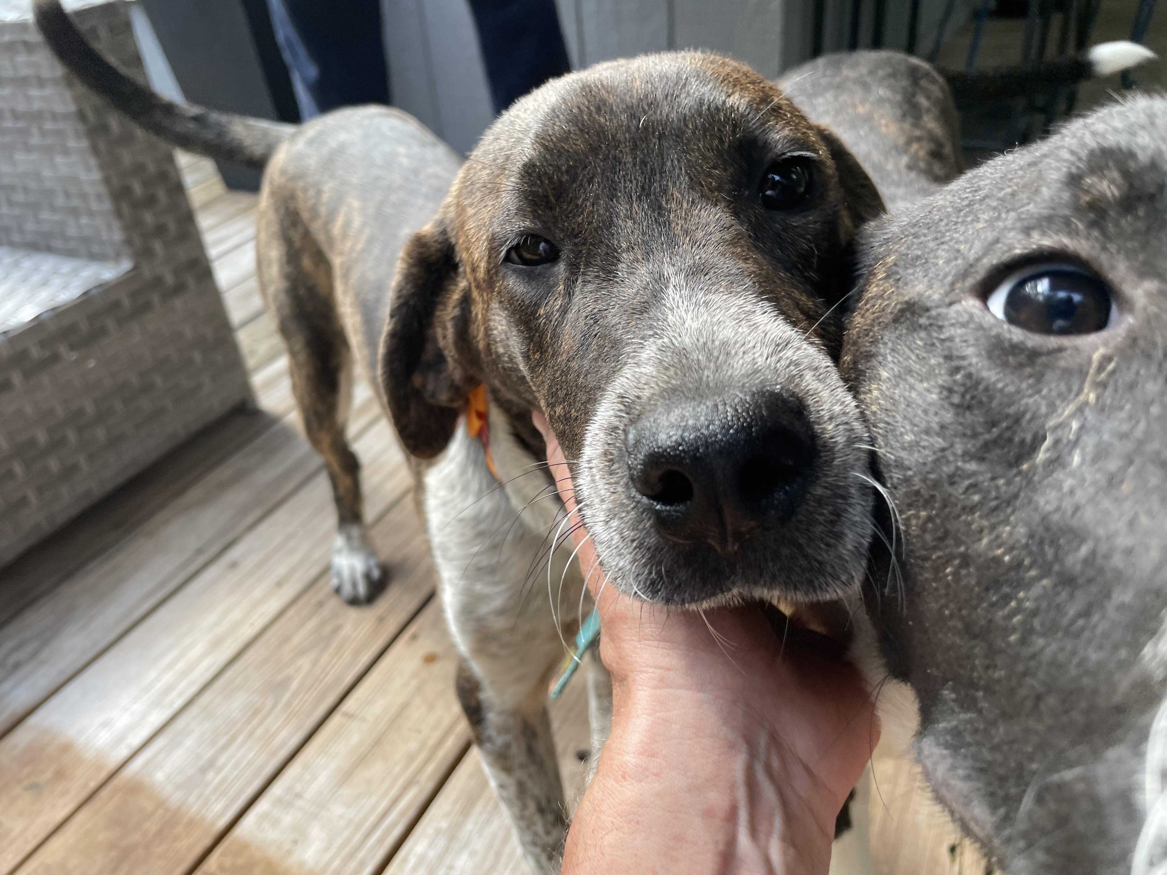 Enlarge Trapper, a Adoptable mixed breed in Jefferson, TX image 4/6