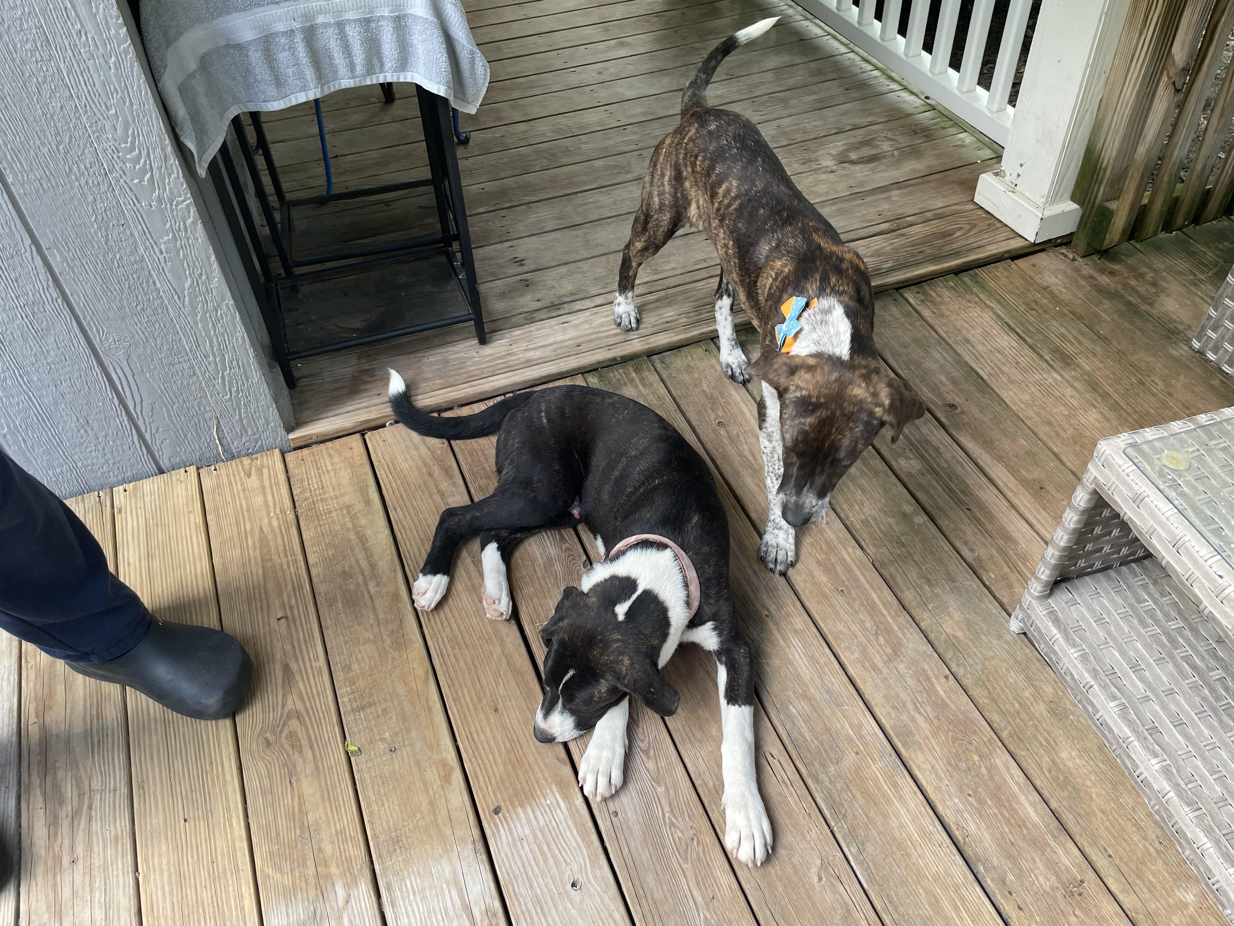 Enlarge Trapper, a Adoptable mixed breed in Jefferson, TX image 6/6