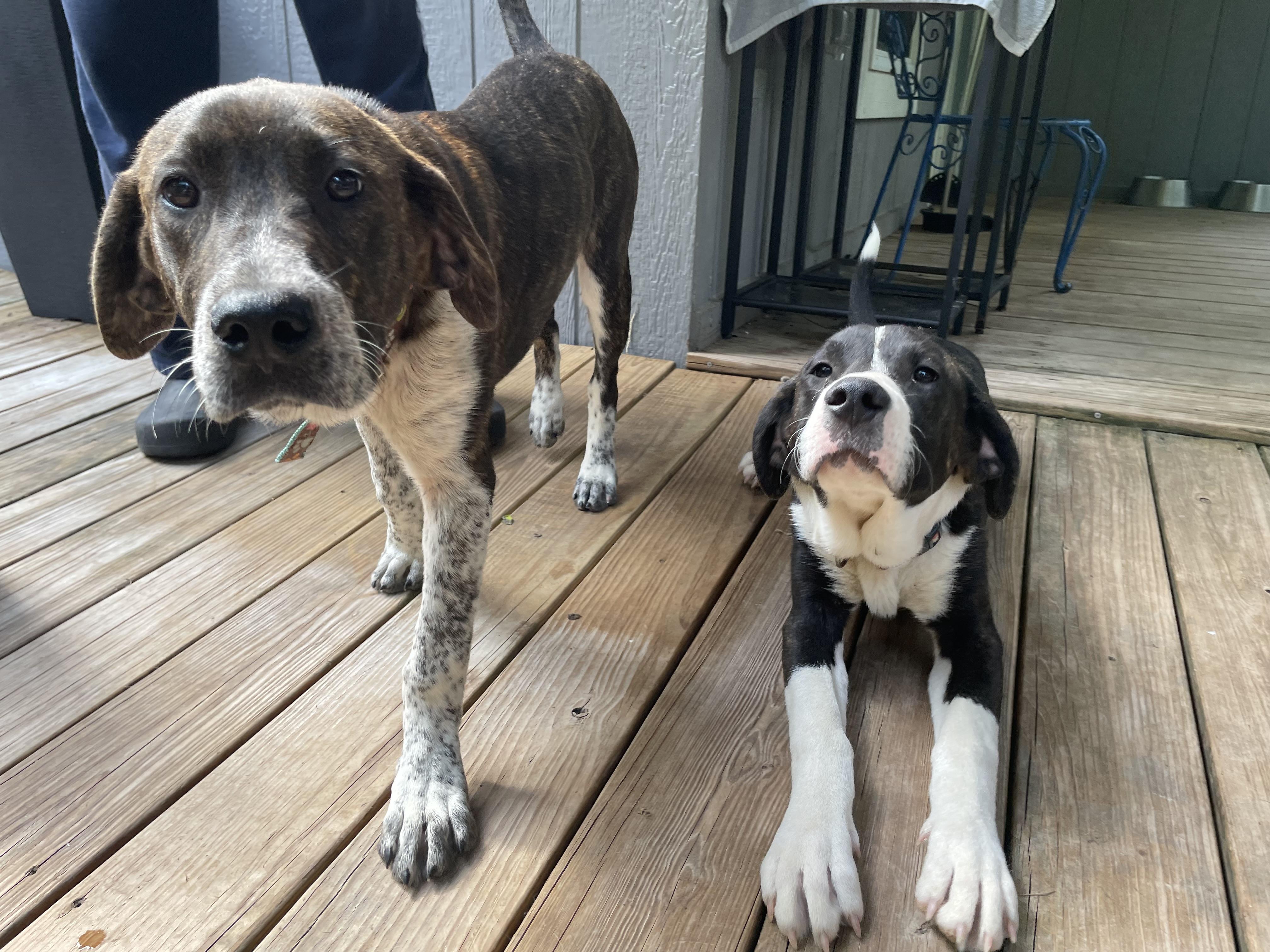 Enlarge Trapper, a Adoptable mixed breed in Jefferson, TX image 5/6