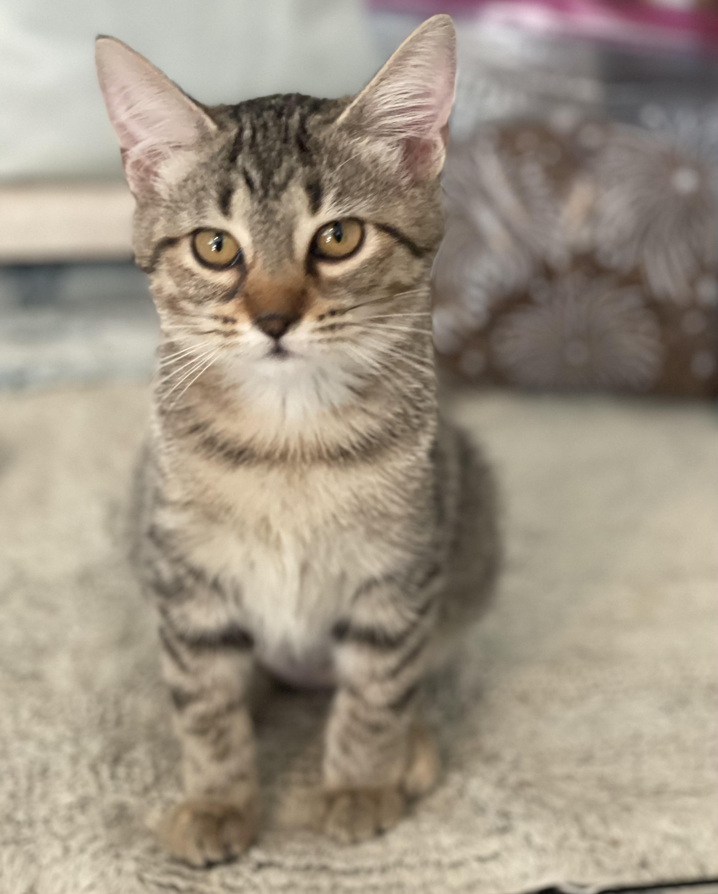 Rosie, Adoptable, Kitten Female Tabby & Domestic Short Hair.