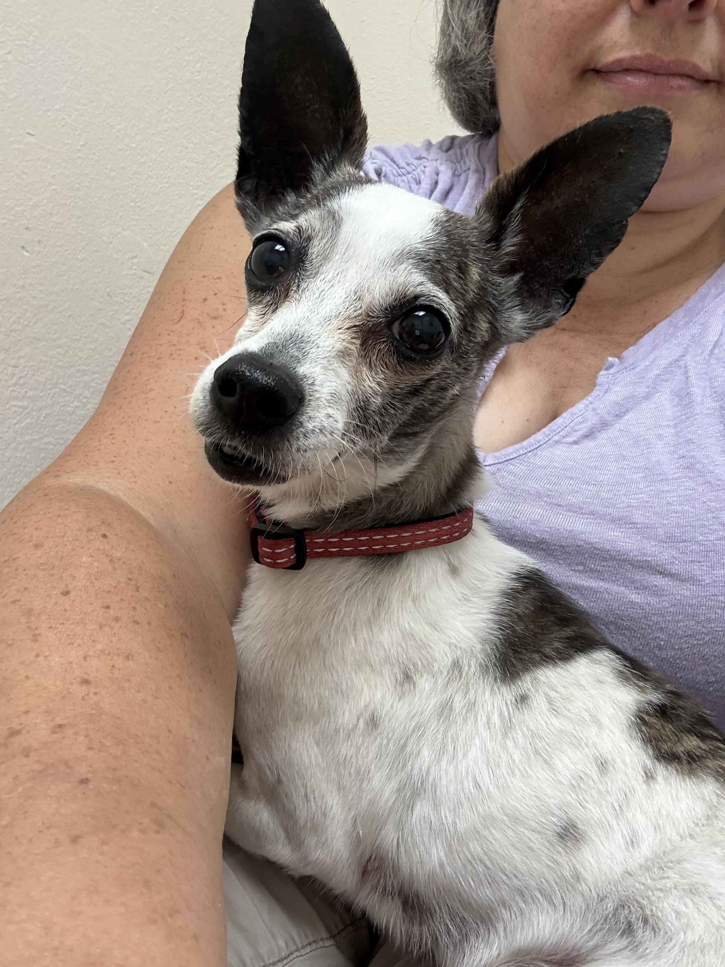 Enlarge Snorky, a ADOPTABLE Chihuahua in San Diego, CA image 3/5