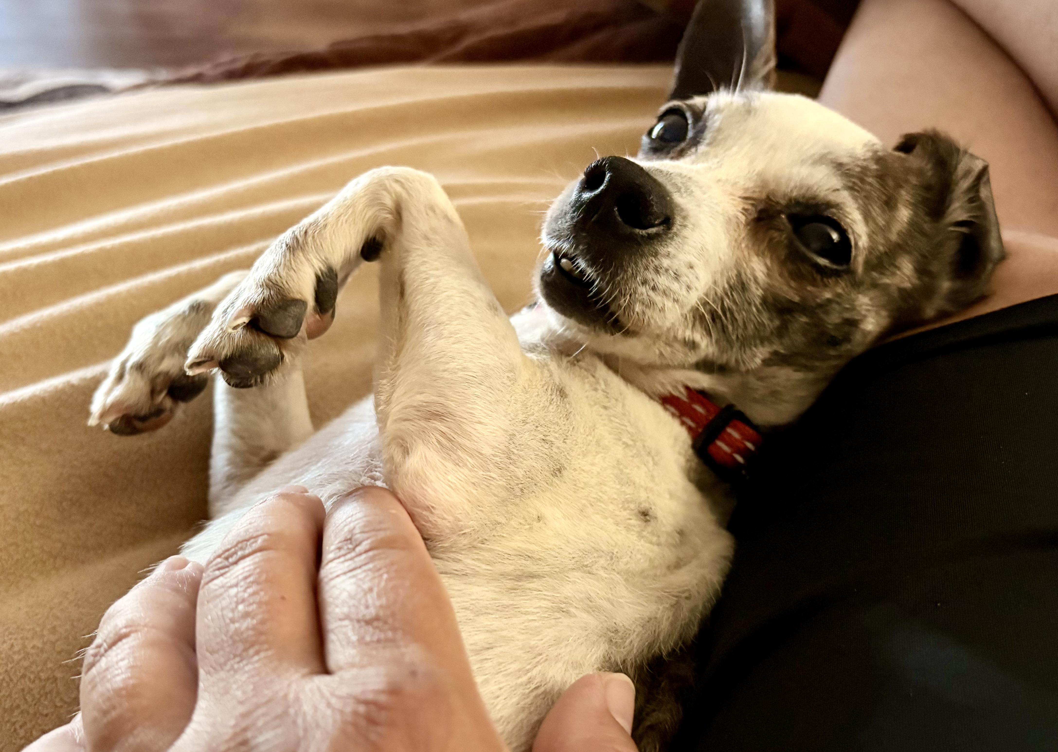Enlarge Snorky, a ADOPTABLE Chihuahua in San Diego, CA image 5/5