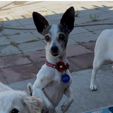 Enlarge Snorky, an adopted Chihuahua in San Diego, CA image 2/6