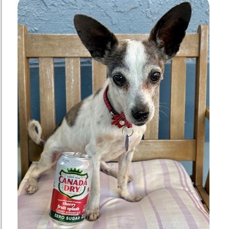 Snorky, adopted, Senior Male Chihuahua.