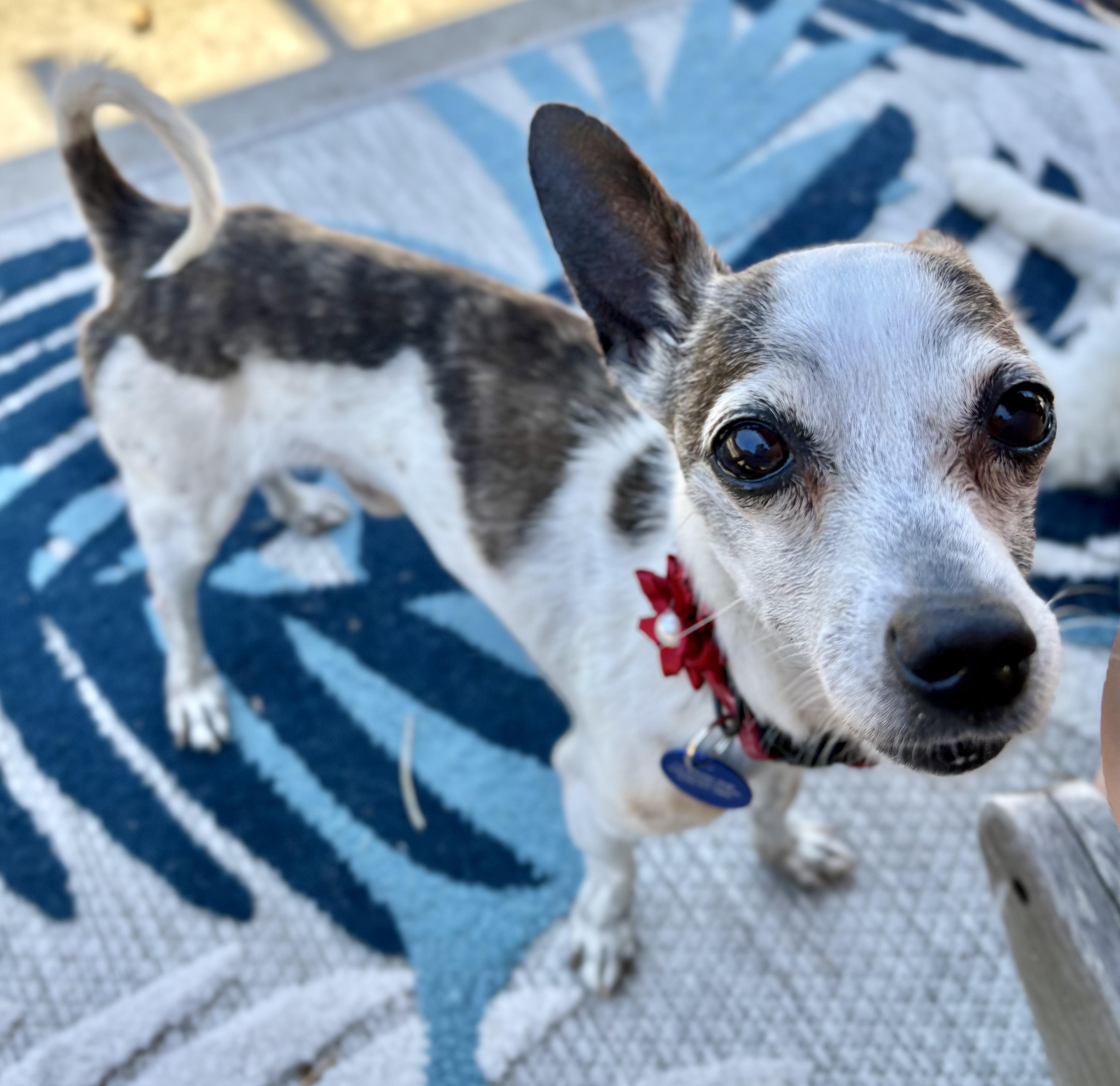 Enlarge Snorky, a ADOPTABLE Chihuahua in San Diego, CA image 1/5
