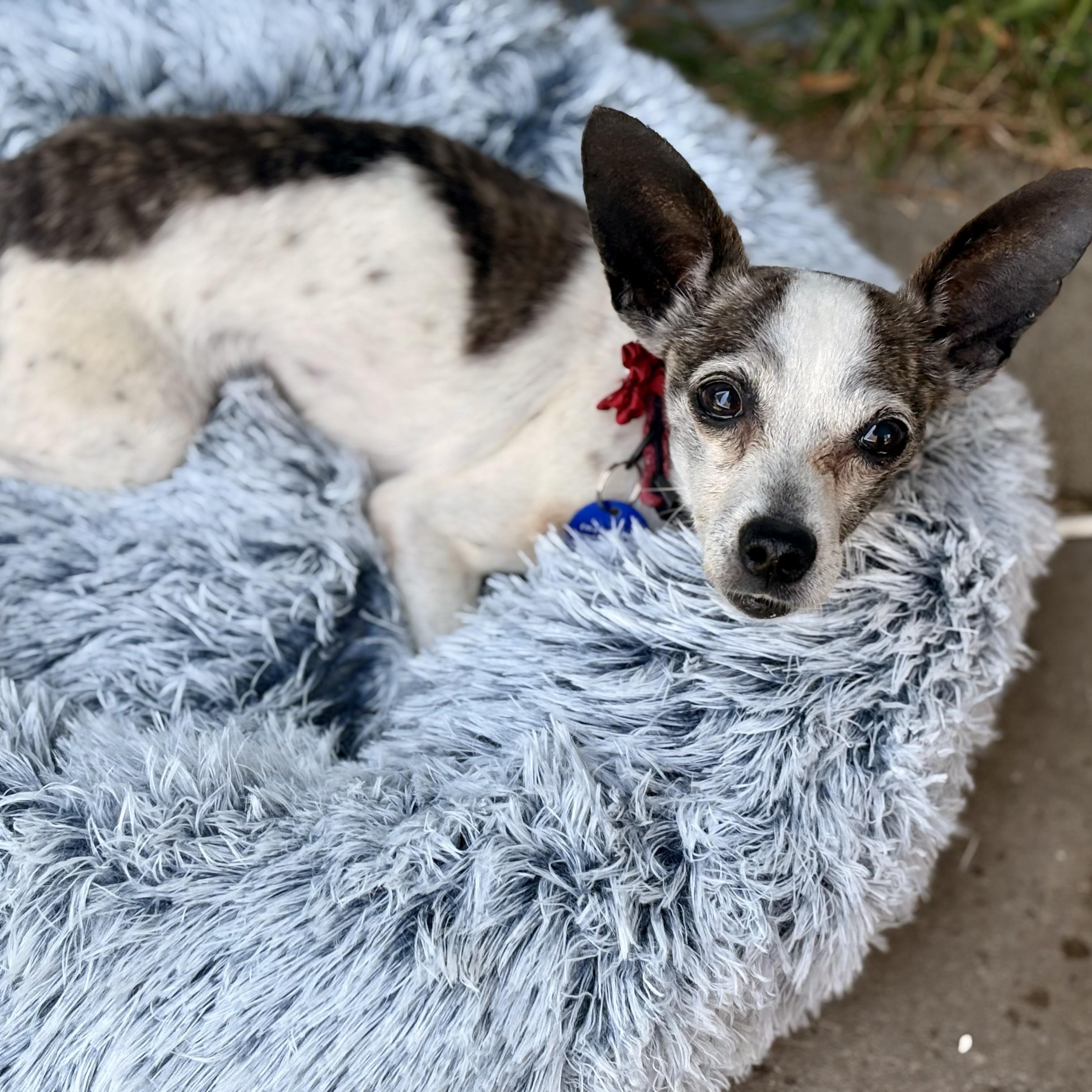 Enlarge Snorky, an adopted Chihuahua in San Diego, CA image 4/6