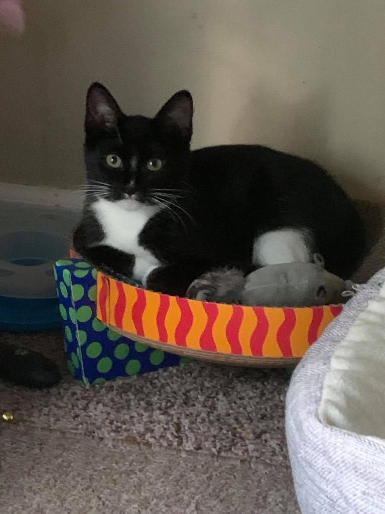 Zeke 2, Adoptable, Adult Male Domestic Short Hair.