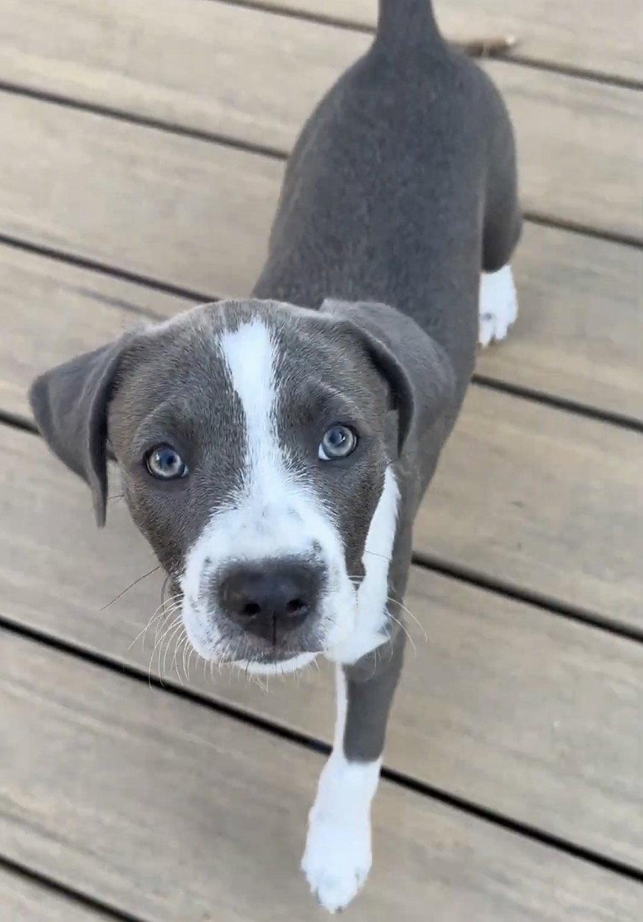 Mickey, Adopted, Young Male Terrier.