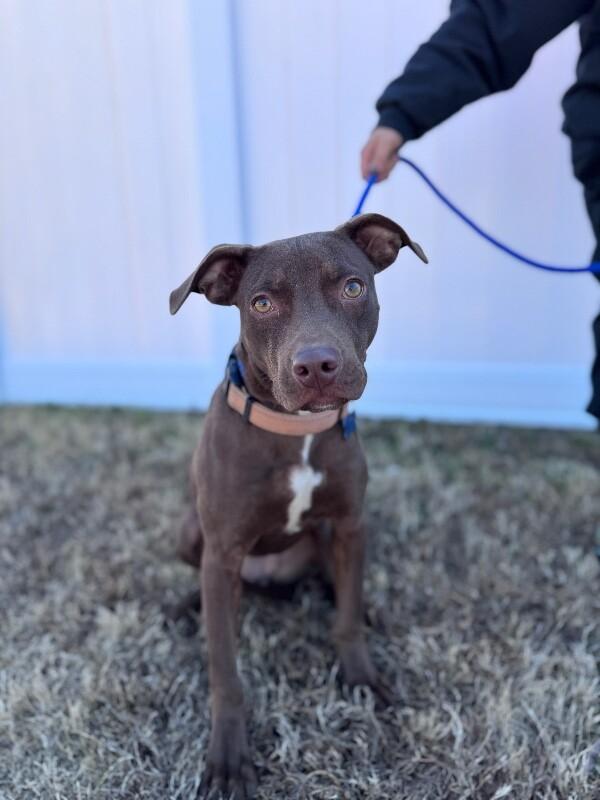 Olivia, Adoptable, Young Female Chocolate Labrador Retriever & Terrier.
