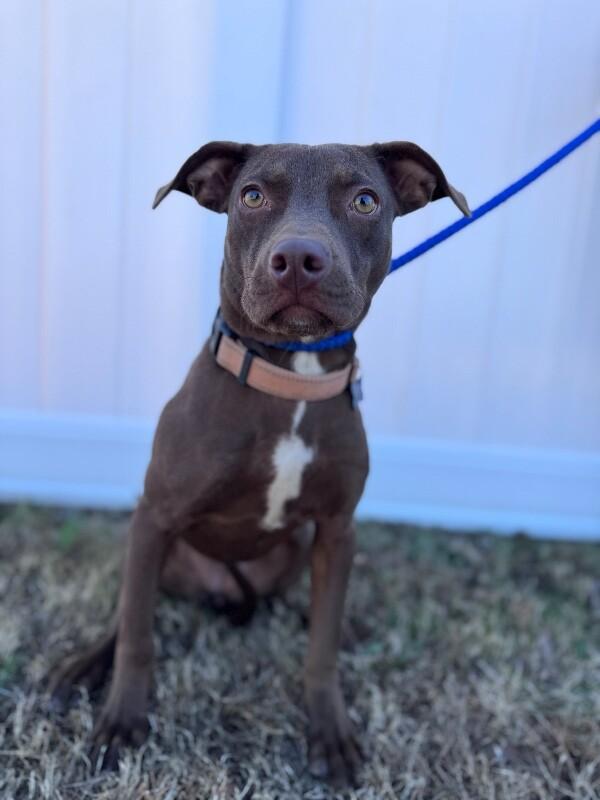 Enlarge Olivia, a Adoptable mixed breed in Berkeley Heights, NJ image 2/5