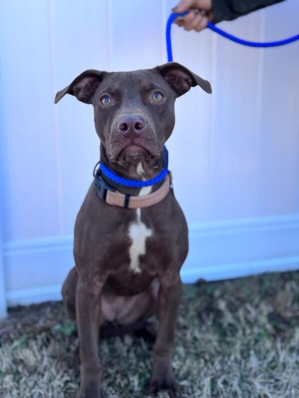 Enlarge Olivia, a Adoptable mixed breed in Berkeley Heights, NJ image 3/5