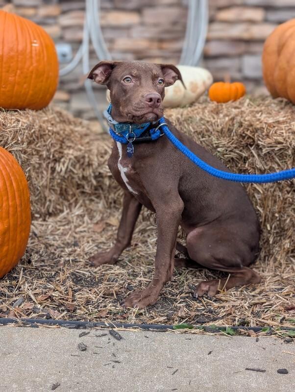 Olivia, a Adoptable mixed breed in Aiken, SC image 1/2