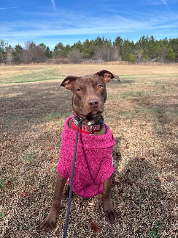 Enlarge Olivia, a Adoptable mixed breed in Berkeley Heights, NJ image 6/6