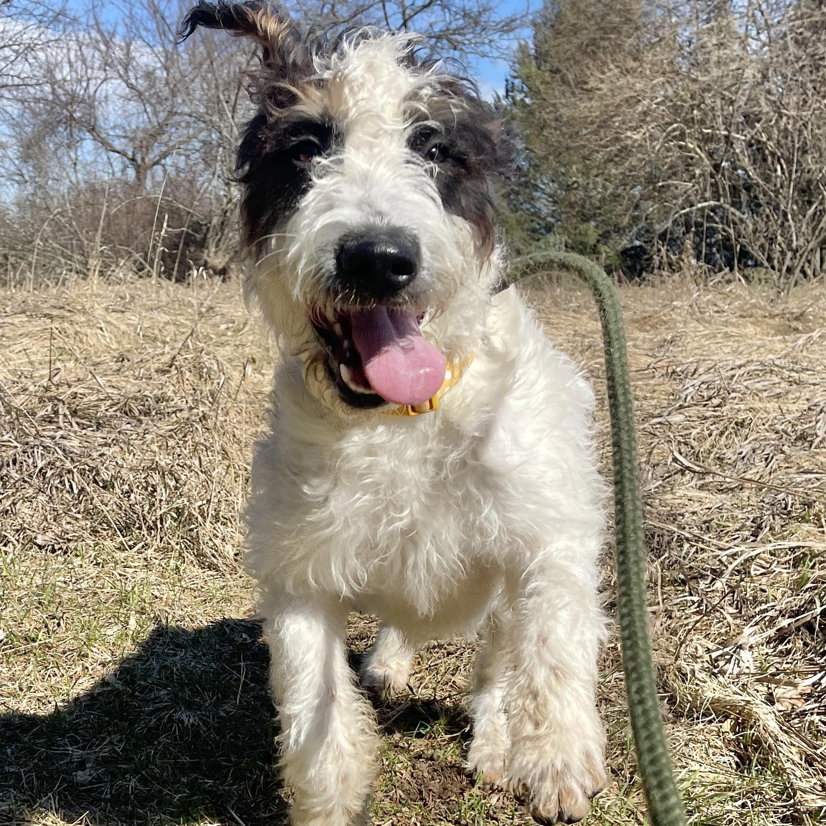 Ramona — thumbnail 3